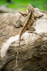 Eastern Water Dragon