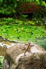 Eastern Water Dragon