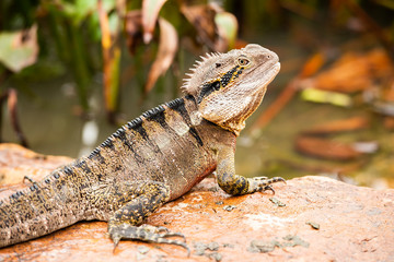 Eastern Water Dragon