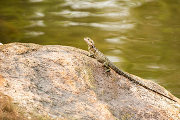 Naklejka premium Eastern Water Dragon