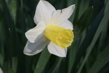 Fototapeta premium Daffodil