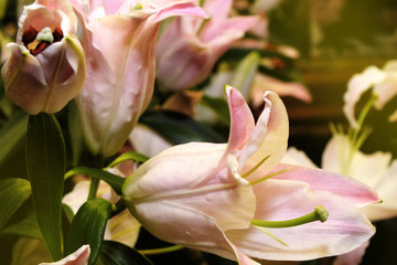close-up blooming pink lilies, background of lily flowers