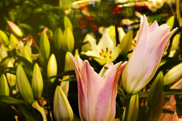 buds of pink lilies, longiflorum lily flowers in a botanical garden