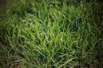 Green grass Close-up green background with foreground grass
