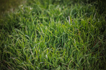 Green grass Close-up green background with foreground grass