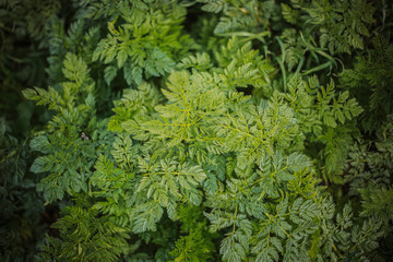 Green grass Close-up green background with foreground grass