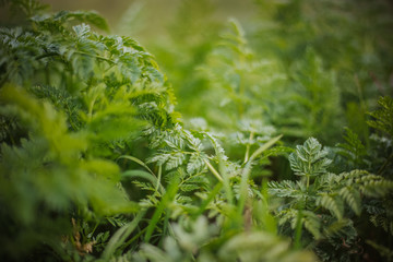 Lush green grass in the spring afternoon