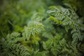 Green leaves of fern. Nature background, close-up of leaves of lily of the valley and fern