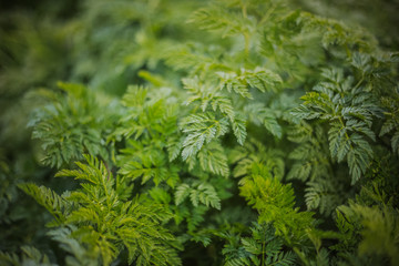 Green leaves of fern. Nature background, close-up of leaves of lily of the valley and fern