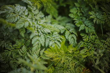 Green leaves of fern. Nature background, close-up of leaves of lily of the valley and fern