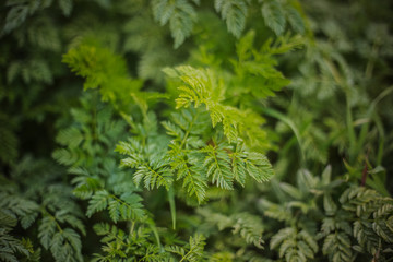 Green leaves of fern. Nature background, close-up of leaves of lily of the valley and fern