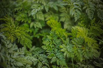 Green leaves of fern. Nature background, close-up of leaves of lily of the valley and fern