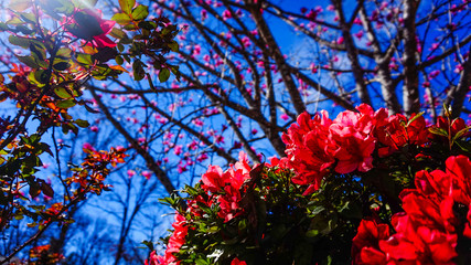  Vivid Pink  Azalea Flower Shrub