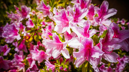  Vivid Pink  Azalea Flower Shrub