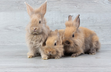 Three adorable baby brown rabbits on wooden table background