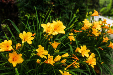 Fototapeta premium yellow daylily flower