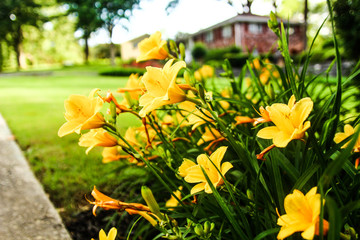  yellow daylily flower