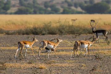 Fototapeta na wymiar A male blackbuck walking in a green background and morning light in grassland of tal chappar blackbuck sanctuary. This sanctuary also famous for raptors. 