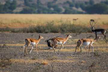 Naklejka na ściany i meble A male blackbuck walking in a green background and morning light in grassland of tal chappar blackbuck sanctuary. This sanctuary also famous for raptors. 