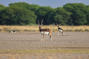 A male blackbuck walking in a green background and morning light in grassland of tal chappar blackbuck sanctuary. This sanctuary also famous for raptors.	