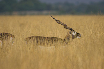 A male blackbuck walking in a green background and morning light in grassland of tal chappar blackbuck sanctuary. This sanctuary also famous for raptors.	