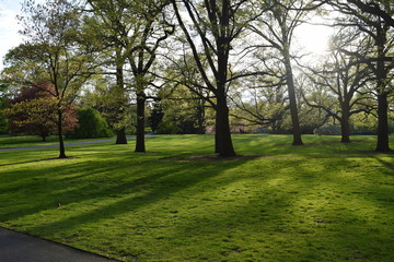 Sun lights shine through trees, shadows on grass in the park