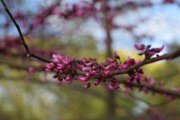 Tiny pink flowers on branches signal spring season