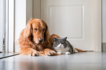 Golden Retriever and British Shorthair lying on the ground