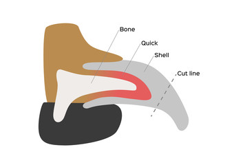 dog nail structure anatomy / vector