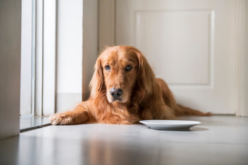 Golden retriever squatting on the ground