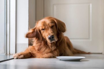 Golden retriever squatting on the ground