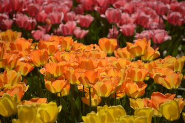 endless field of tulips in different bright colors in spring, many rows of blooming tulips