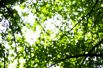Naklejka na ściany i meble Bright blurred green forest background