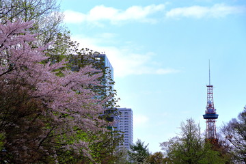 札幌大通公園の桜の風景