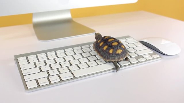 turtle on computer with keyboard and wireless mouse, slow internet, slow processor