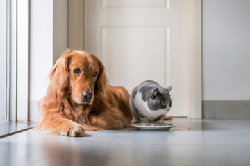 Golden Retriever eats with British Shorthair