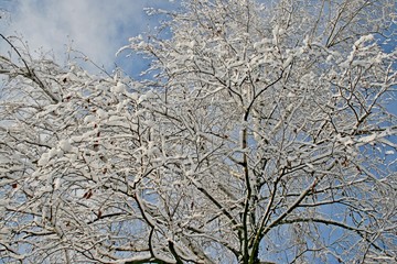 Obraz premium Snow on trees in winter