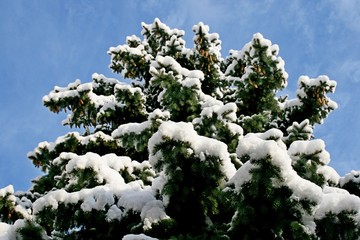 Snow on trees in winter