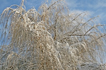 Fototapeta premium Snow on trees in winter