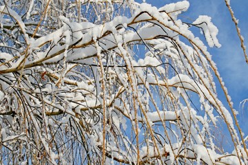 Snow on trees in winter