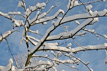 Snow on trees in winter