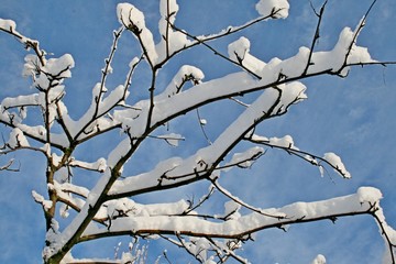 Snow on trees in winter