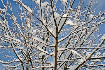 Snow on trees in winter