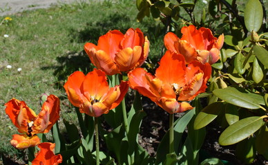 parrot tulips 'Salmon Parrot'