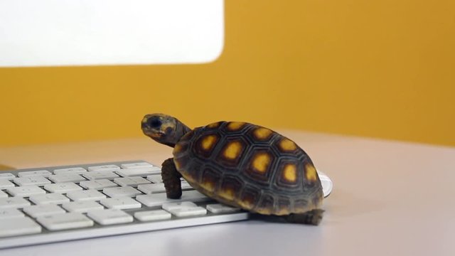 turtle on computer with keyboard and wireless mouse, slow internet, slow processor