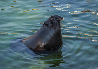 Sea lion floating in blue water