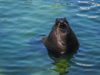 Sea lion floating in blue water