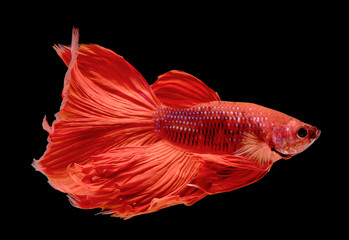 Betta fish, Pla-kad, biting fish, Thai popular aquarium fish isolated on black background