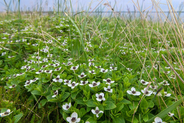 Cornus suecica (Chamaepericlymenum suecicum)
