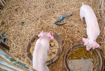 Pig raising